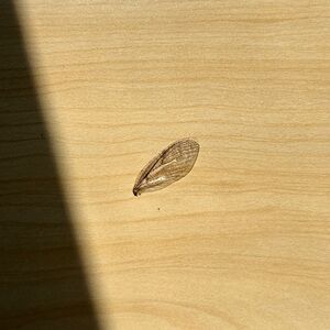 Meet your Posher, Raizel